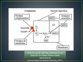 El H2O2 puede además participar en la
reacción de Haber-Weiss metal-
dependiente
para producir el radical hidroxilo (OH-)
 