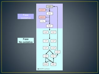 Fase
oxidativa
Fase
No oxidativa
 