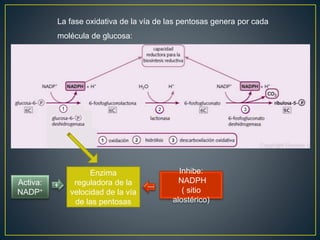 La fase oxidativa de la vía de las pentosas genera por cada
molécula de glucosa:
• 1 ribulosa-5-fosfato
• 1 CO2
• 2 NADPH
Enzima
reguladora de la
velocidad de la vía
de las pentosas
Inhibe:
NADPH
( sitio
alostérico)
Activa:
NADP+
1 2 3
+
 