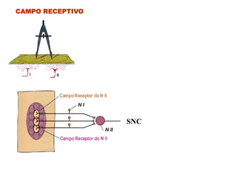 CAMPO RECEPTIVO
SNC
 