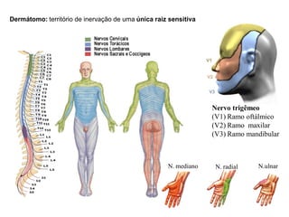 Dermátomo: território de inervação de uma única raiz sensitiva
Nervo trigêmeo
(V1) Ramo oftálmico
(V2) Ramo maxilar
(V3) Ramo mandibular
N. mediano N. radial N.ulnar
 