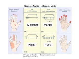 Meissner Merkel
Ruffini
Pacini
Adaptação Rápida Adaptação Lenta
Detecção de intensidade
Detecção de vibração;
Presença ausência de S
 