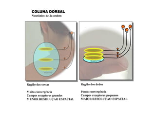Região das costas
Muita convergência
Campos receptores grandes
MENOR RESOLUÇAO ESPACIAL
Região dos dedos
Pouca convergência
Campos receptores pequenos
MAIOR RESOLUÇAO ESPACIAL
COLUNA DORSAL
Neurônios de 2a ordem
 