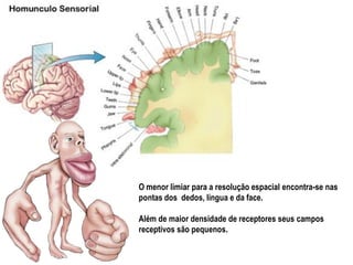 O menor limiar para a resolução espacial encontra-se nas
pontas dos dedos, língua e da face.
Além de maior densidade de receptores seus campos
receptivos são pequenos.
 