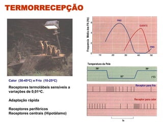 Calor (30-45oC) e Frio (10-25oC)
Receptores termolábeis sensíveis a
variações de 0,01oC.
Adaptação rápida
Receptores periféricos
Receptores centrais (Hipotálamo)
TERMORRECEPÇÃO
 