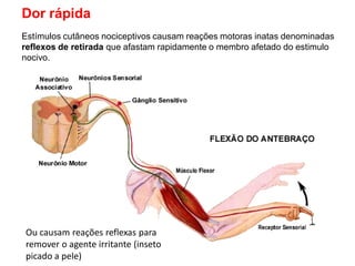Dor rápida
Estímulos cutâneos nociceptivos causam reações motoras inatas denominadas
reflexos de retirada que afastam rapidamente o membro afetado do estimulo
nocivo.
Ou causam reações reflexas para
remover o agente irritante (inseto
picado a pele)
 