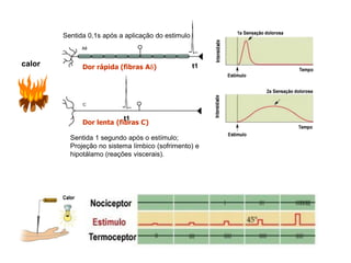 Dor rápida (fibras Ad)
Dor lenta (fibras C)
calor t1
t1
Sentida 0,1s após a aplicação do estimulo
Sentida 1 segundo após o estímulo;
Projeção no sistema límbico (sofrimento) e
hipotálamo (reações viscerais).
 