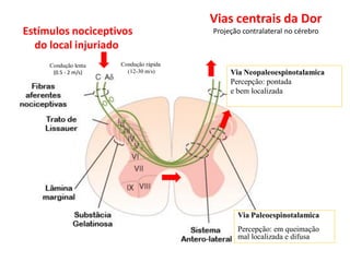 Vias centrais da Dor
Projeção contralateral no cérebro
Estímulos nociceptivos
do local injuriado
Condução rápida
(12-30 m/s)
Condução lenta
(0.5 - 2 m/s)
Via Paleoespinotalamica
Percepção: em queimação
mal localizada e difusa
Via Neopaleoespinotalamica
Percepção: pontada
e bem localizada
 