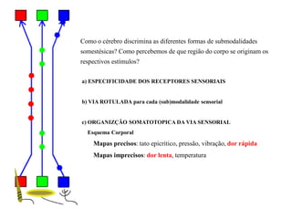 Como o cérebro discrimina as diferentes formas de submodalidades
somestésicas? Como percebemos de que região do corpo se originam os
respectivos estímulos?
a) ESPECIFICIDADE DOS RECEPTORES SENSORIAIS
b) VIA ROTULADA para cada (sub)modalidade sensorial
c) ORGANIZÇÃO SOMATOTOPICA DA VIA SENSORIAL
Esquema Corporal
Mapas precisos: tato epicrítico, pressão, vibração, dor rápida
Mapas imprecisos: dor lenta, temperatura
 