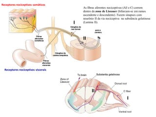 As fibras aferentes nociceptivas (Ad e C) correm
dentro da zona de Lissauer (bifurcam-se em ramos
ascendente e descendente). Fazem sinapses com
neurônio II da via nociceptiva na substância gelatinosa
(Lamina II).
Receptores nociceptivos somáticos
Receptores nociceptivos viscerais
II
I
I
II
 