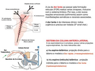 SISTEMA DA COLUNA ANTERO-LATERAL
A via espinotalamica é complexa; possui várias projeções
supra-espinahais. As mais relevantes são:
a) Via espino-talâmica: projeção direta para o
tálamo e medeia a Dor rápida. (=neoespinotalamica)
b) Via espino-(reticulo) talâmica : projeção
indireta para o tálamo e medeia a Dor lenta
(=paleoespinotalamica)
A via da dor lenta ao passar pela formação
reticular (FOR) realiza varias sinapses, inclusive
com o sistema límbico. Por isso, a dor evoca
reações emocionais (sofrimento) assim como
manifestações somáticas e viscerais associadas.
A dor lenta é de interesse clinico: indica
urgência e precisa ser tratada (5º sinal vital.)
 