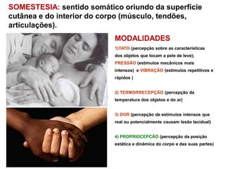MODALIDADES
1)TATO (percepção sobre as características
dos objetos que tocam a pele de leve);
PRESSÃO (estímulos mecânicos mais
intensos) e VIBRAÇÃO (estímulos repetitivos e
rápidos )
2) TERMORRECEPÇÃO (percepção da
temperatura dos objetos e do ar)
3) DOR (percepção de estímulos intensos que
real ou potencialmente causam lesão tecidual)
4) PROPRIOCEPCÃO (percepção da posição
estática e dinâmica do corpo e das suas partes)
SOMESTESIA: sentido somático oriundo da superfície
cutânea e do interior do corpo (músculo, tendões,
articulações).
 
