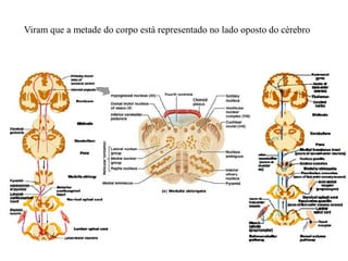 Viram que a metade do corpo está representado no lado oposto do cérebro
 