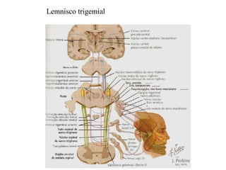 Lemnisco trigemial
 