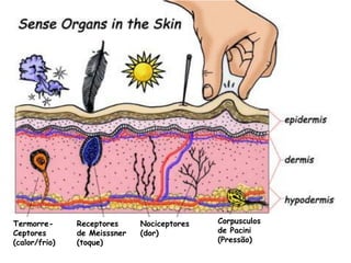 Termorre-
Ceptores
(calor/frio)
Receptores
de Meisssner
(toque)
Nociceptores
(dor)
Corpusculos
de Pacini
(Pressão)
 