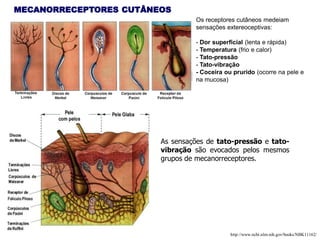 MECANORRECEPTORES CUTÂNEOS
Os receptores cutâneos medeiam
sensações extereoceptivas:
- Dor superficial (lenta e rápida)
- Temperatura (frio e calor)
- Tato-pressão
- Tato-vibração
- Coceira ou prurido (ocorre na pele e
na mucosa)
As sensações de tato-pressão e tato-
vibração são evocados pelos mesmos
grupos de mecanorreceptores.
http://www.ncbi.nlm.nih.gov/books/NBK11162/
 