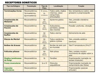Tipo morfológico Transdução Tipo de
Fibra
Localização Função
Terminações livres Mecanoelétrica,
Termoeletrica,
Quimioeletrica
C (2m/s),
A
(2-20m/s)
Toda a pele, órgãos
internos, vasos
sanguíneas,
articulações
Dor, temperatura (calor), tato
grosseiro e propriocepcão
Corpúsculos de
Meissner
Mecanoelétrica A
(30 a
70m/s)
Epiderme glabra Tato, pressão-vibratória
(textura)
Corpúsculos de
Paccini
Mecanoelétrica A
(30 a
70m/s)
Subcutaneo,
periósteo, parede
das vísceras
Pressão- profunda, vibração
Corpúsculos de
Ruffini
Mecanoelétrica A
(30 a
70m/s)
Toda a derme Estiramento da pele
Discos de Merkel Mecanoelétrica A
(30 a
70m/s)
Toda a epiderme
glabra e pilosa
Tato, pressão-estática
(textura)
Bulbos de Krause Mecanoelétrica A
(30 a
70m/s)
Bordas da pele com
as mucosas
Tato?? temperatura (frio)??
Folículos pilosos Mecanoelétrica A
(30 a
70m/s)
Pele pilosa Tato; contato inicial e
movimento do objeto sobre a
pele
Órgãos tendinosos
de Golgi
Mecanoelétrica Ib Tendões Propriocepcão (variação na
tensao muscular)
Fusos musculares Mecanoelétrica Ia e II Músculos
esqueléticos
Propriocepcão (variação do
comprimento das fibras)
Capsulas
articulares
Mecanoelétrica Propriocepcão (posicao
articular)
RECEPTORES SOMÁTICOS
 