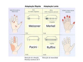 Reseptor Pacini Ruffini aula de sistema sensitivo sobre_somestesia_dor.pptx