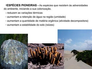 •ESPÉCIES PIONEIRAS - As espécies que resistem às adversidades
do ambiente, iniciando a sua colonização.
- reduzem as variações térmicas
- aumentam a retenção de água na região (umidade)
- aumentam a quantidade de matéria orgânica (atividade decompositora)
- aumentam a estabilidade do solo (raízes)
 