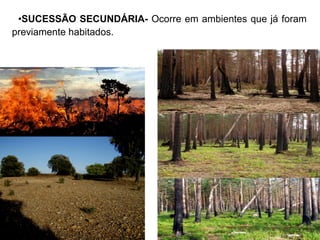 •SUCESSÃO SECUNDÁRIA- Ocorre em ambientes que já foram
previamente habitados.
 