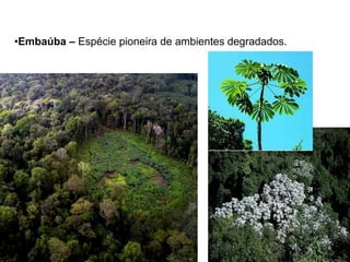 •Embaúba – Espécie pioneira de ambientes degradados.
 
