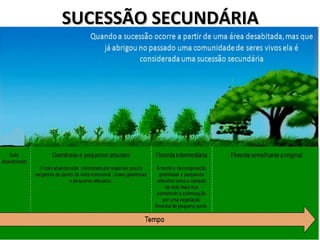 SUCESSÃO SECUNDÁRIASUCESSÃO SECUNDÁRIA
 