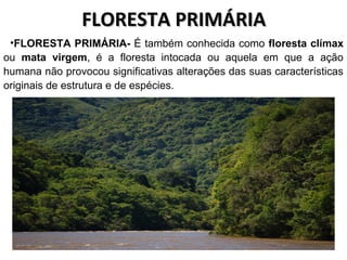 FLORESTA PRIMÁRIAFLORESTA PRIMÁRIA
•FLORESTA PRIMÁRIA- É também conhecida como floresta clímax
ou mata virgem, é a floresta intocada ou aquela em que a ação
humana não provocou significativas alterações das suas características
originais de estrutura e de espécies.
 
