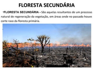 FLORESTA SECUNDÁRIAFLORESTA SECUNDÁRIA
•FLORESTA SECUNDÁRIA - São aquelas resultantes de um processo
natural de regeneração da vegetação, em áreas onde no passado houve
corte raso da floresta primária.
 