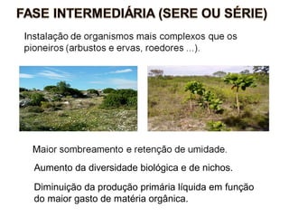 Diminuição da produção primária líquida em função
do maior gasto de matéria orgânica.
Aumento da diversidade biológica e de nichos.
 