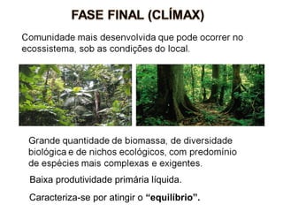 Caracteriza-se por atingir o “equilíbrio”.
Baixa produtividade primária líquida.
 