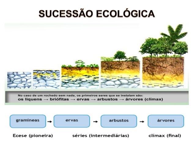 Sucessão Ecológica