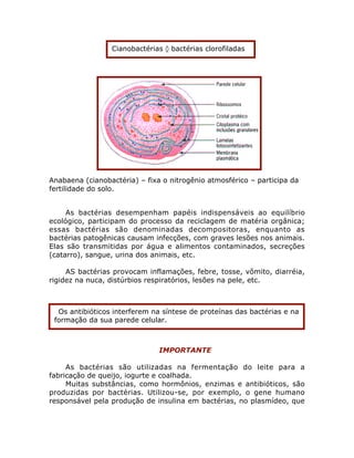 Anabaena (cianobactéria) – fixa o nitrogênio atmosférico – participa da
fertilidade do solo.
As bactérias desempenham papéis indispensáveis ao equilíbrio
ecológico, participam do processo da reciclagem de matéria orgânica;
essas bactérias são denominadas decompositoras, enquanto as
bactérias patogênicas causam infecções, com graves lesões nos animais.
Elas são transmitidas por água e alimentos contaminados, secreções
(catarro), sangue, urina dos animais, etc.
AS bactérias provocam inflamações, febre, tosse, vômito, diarréia,
rigidez na nuca, distúrbios respiratórios, lesões na pele, etc.
IMPORTANTE
As bactérias são utilizadas na fermentação do leite para a
fabricação de queijo, iogurte e coalhada.
Muitas substâncias, como hormônios, enzimas e antibióticos, são
produzidas por bactérias. Utilizou-se, por exemplo, o gene humano
responsável pela produção de insulina em bactérias, no plasmídeo, que
Cianobactérias ‡ bactérias clorofiladas
Os antibióticos interferem na síntese de proteínas das bactérias e na
formação da sua parede celular.
 