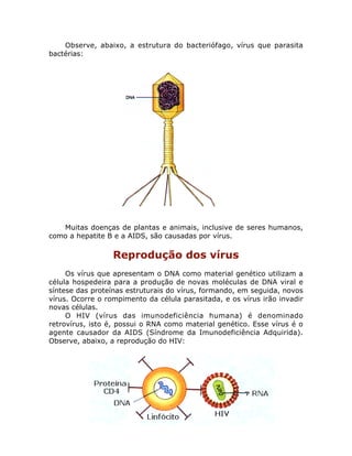 Observe, abaixo, a estrutura do bacteriófago, vírus que parasita
bactérias:
Muitas doenças de plantas e animais, inclusive de seres humanos,
como a hepatite B e a AIDS, são causadas por vírus.
Reprodução dos vírus
Os vírus que apresentam o DNA como material genético utilizam a
célula hospedeira para a produção de novas moléculas de DNA viral e
síntese das proteínas estruturais do vírus, formando, em seguida, novos
vírus. Ocorre o rompimento da célula parasitada, e os vírus irão invadir
novas células.
O HIV (vírus das imunodeficiência humana) é denominado
retrovírus, isto é, possui o RNA como material genético. Esse vírus é o
agente causador da AIDS (Síndrome da Imunodeficiência Adquirida).
Observe, abaixo, a reprodução do HIV:
 
