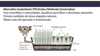 Alternativa Sustentável: ETE-Verdes (Wetlands Construídas)
•Usa macrófitas e comunidades aquáticas para filtrar e decompor poluentes.
•Simula condições de áreas alagadas naturais.
•Baixo custo de operação e manutenção.
 