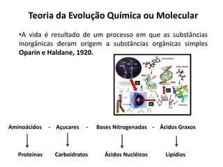 Teoria da Evolução Química ou Molecular
•A vida é resultado de um processo em que as substâncias
inorgânicas deram origem a substâncias orgânicas simples
Oparin e Haldane, 1920.
Aminoácidos - Açucares - Bases Nitrogenadas - Ácidos Graxos
Proteínas Carboidratos Ácidos Nucléicos Lipídios
 