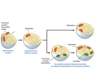 Teorias da Origem da vida e Evolução das espécies