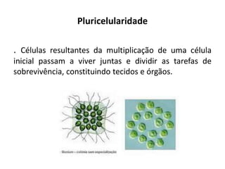 Pluricelularidade
. Células resultantes da multiplicação de uma célula
inicial passam a viver juntas e dividir as tarefas de
sobrevivência, constituindo tecidos e órgãos.
 