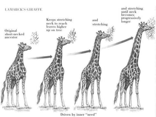 Teorias da Origem da vida e Evolução das espécies