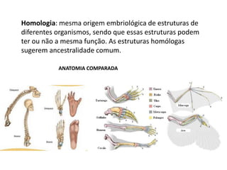 Homologia: mesma origem embriológica de estruturas de
diferentes organismos, sendo que essas estruturas podem
ter ou não a mesma função. As estruturas homólogas
sugerem ancestralidade comum.
ANATOMIA COMPARADA
 