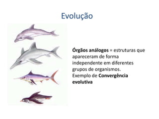 Órgãos análogos = estruturas que
apareceram de forma
independente em diferentes
grupos de organismos.
Exemplo de Convergência
evolutiva
Evolução
 
