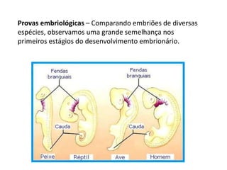 Provas embriológicas – Comparando embriões de diversas
espécies, observamos uma grande semelhança nos
primeiros estágios do desenvolvimento embrionário.
 