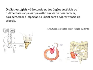 Órgãos vestigiais – São considerados órgãos vestigiais ou
rudimentares aqueles que estão em via de desaparecer,
pois perderam a importância inicial para a sobrevivência da
espécie.
Estruturas atrofiadas e sem função evidente
 