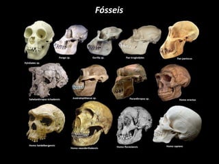 Fósseis
 