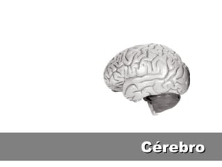 Cérebro 