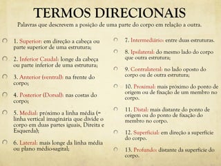 TERMOS DIRECIONAIS
Palavras que descrevem a posição de uma parte do corpo em relação a outra.
1. Superior: em direção a cabeça ou
parte superior de uma estrutura;
2. Inferior Caudal: longe da cabeça
ou parte inferior de uma estrutura;
3. Anterior (ventral): na frente do
corpo;
4. Posterior (Dorsal): nas costas do
corpo;
5. Medial: próximo a linha média (=
linha vertical imaginária que divide o
corpo em duas partes iguais, Direita e
Esquerda);
6. Lateral: mais longe da linha média
ou plano médio-sagital;
7. Intermediário: entre duas estruturas.
8. Ipsilateral: do mesmo lado do corpo
que outra estrutura;
9. Contralateral: no lado oposto do
corpo ou de outra estrutura;
10. Proximal: mais próximo do ponto de
origem ou de fixação de um membro no
corpo.
11. Distal: mais distante do ponto de
origem ou do ponto de fixação do
membro no corpo.
12. Superficial: em direção a superfície
do corpo.
13. Profundo: distante da superfície do
corpo.
 