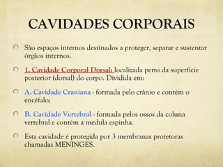 CAVIDADES CORPORAIS
São espaços internos destinados a proteger, separar e sustentar
órgãos internos.
1. Cavidade Corporal Dorsal: localizada perto da superfície
posterior (dorsal) do corpo. Dividida em:
A. Cavidade Craniana - formada pelo crânio e contém o
encéfalo;
B. Cavidade Vertebral - formada pelos ossos da coluna
vertebral e contém a medula espinha.
Esta cavidade é protegida por 3 membranas protetoras
chamadas MENINGES.
 