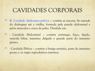 CAVIDADES CORPORAIS
B. Cavidade Abdomino-pélvica – contém as vísceras. Se estende
do diafragma até a virilha, formada pela parede abdominal e
pelos músculos e ossos da pelve. Dividida em:
- Cavidade Abdominal – contém estômago, baço, fígado,
vesícula biliar, intestino delgado e grande parte do intestino
grosso;
- Cavidade Pélvica – contém a bexiga urinária, parte do intestino
grosso e os órgão reprodutivos internos.
 