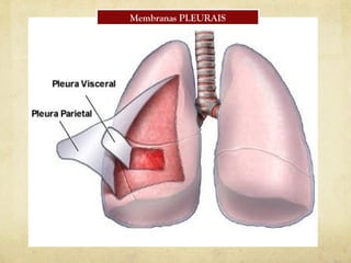 Membranas PLEURAIS
 