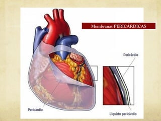 Membranas PERICÁRDICAS
 