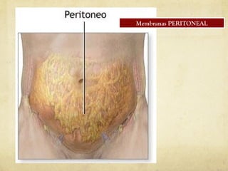 Membranas PERITONEAL
 